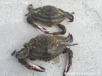 ワタリガーニー