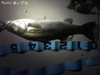 シーバス