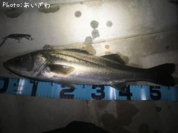 シーバス