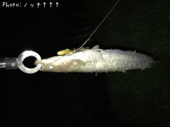 ʥޥ