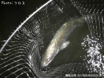 シーバス