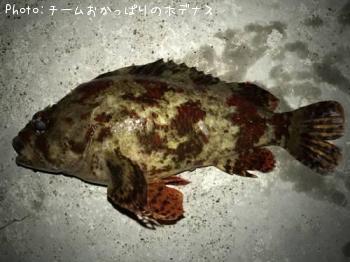 ヨロイメバル