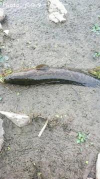 雷魚