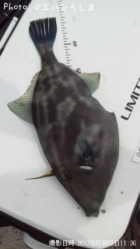 ウマズラハギ