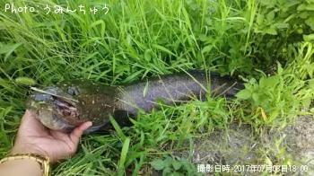 雷魚