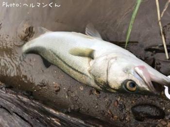 シーバス