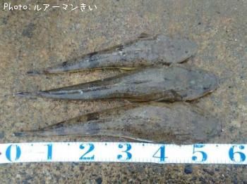 マゴチ