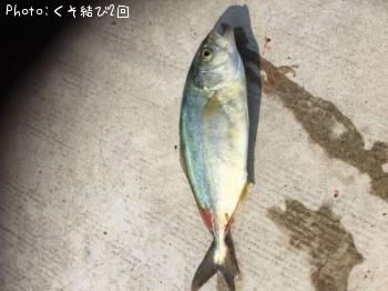 ワカシ