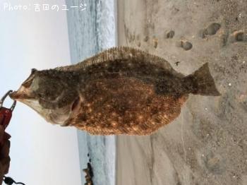 ヒラメ