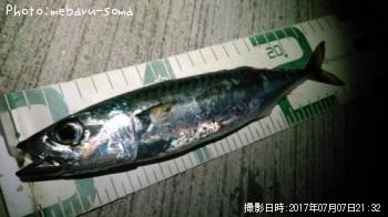 サバ
