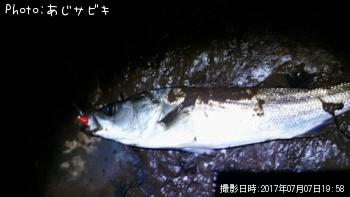 シーバス