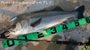 シーバス