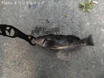 アイナメ