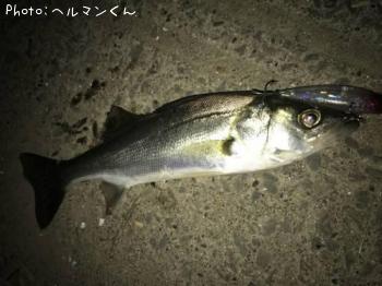 シーバス