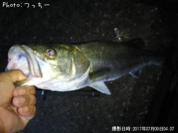 シーバス