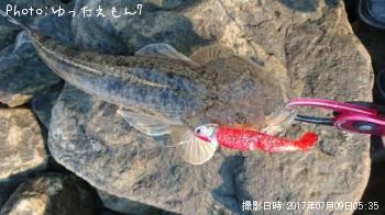 マゴチ