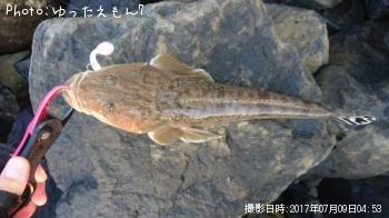 マゴチ
