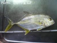 メッキ