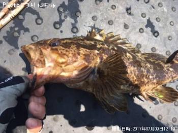 タケノコメバル