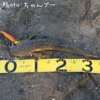 マゴチ