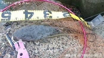 マゴチ