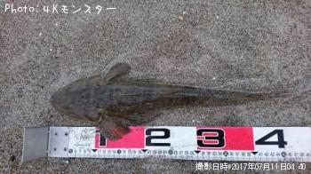 マゴチ