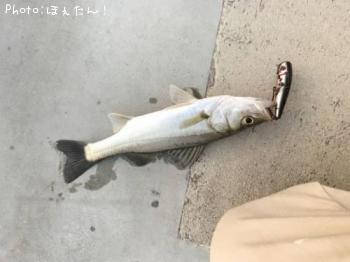シーバス