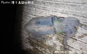 アオリイカ