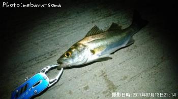 シーバス