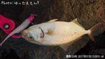 カンパチの子
