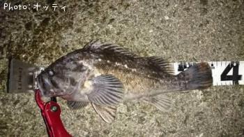 クロソイ