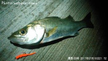 シーバス