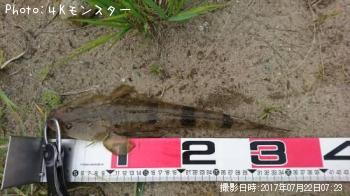 マゴチ