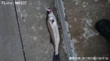 シーバス