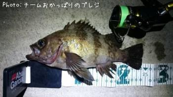 メバル