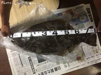 ヒラメ