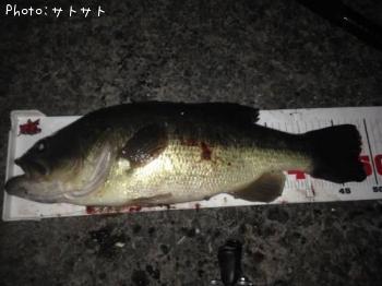 ブラックバス