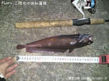 どんこ