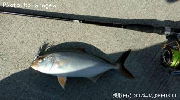 ショゴ