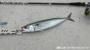サバ
