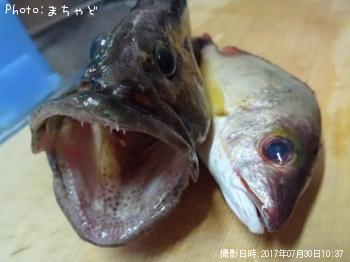 䥤ȥϥڥߡХ