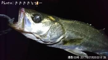 シーバス