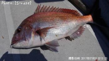 マダイ