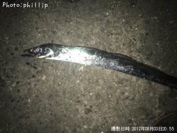 タチウオ