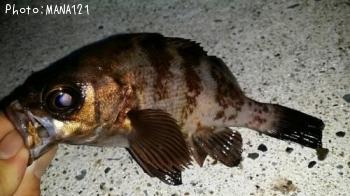 メバル