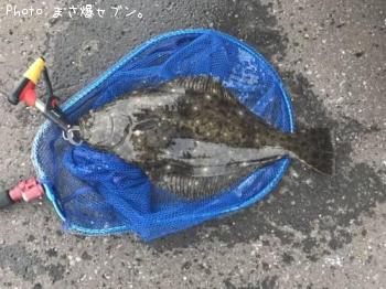 ヒラメ