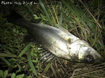 シーバス