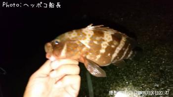 キジハタ