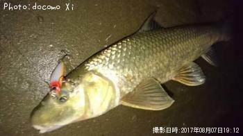 ニゴイ