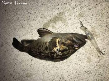 チビソイボウズ逃れ